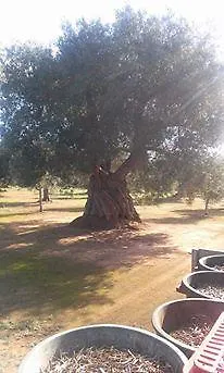 Masseria La Lizza - Ospitalita Rurale Lecce 0*,